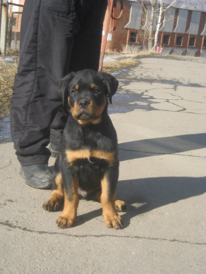 Суровый парень на суровом Урале) 3.5 мес.