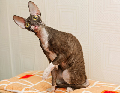 cornish-rex-3.jpg