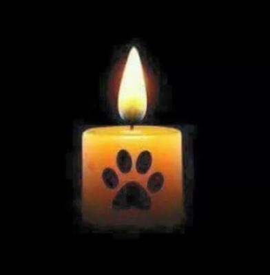 candle-paw.jpg