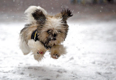 animals-first-time-seeing-snow-15__880.jpg