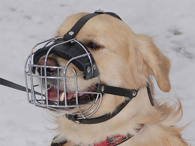 labrador-v-namordnike.jpg