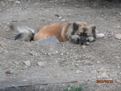 Чапчерица в окопе