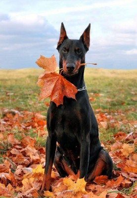 Doberman_pincher_19-650x939.jpg