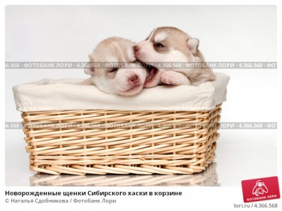 novorozhdennye-schenki-sibirskogo-haski-v-korzine-0004366568-preview.jpg