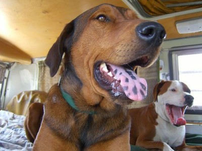 black-tongue-spots-dog.jpg