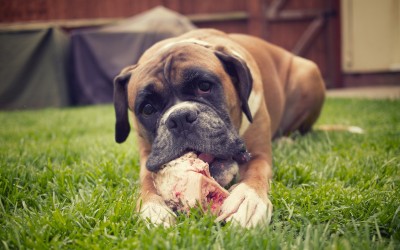 Animals___Dogs_Beautiful_boxer_chewing_a_bone_050437_.jpg