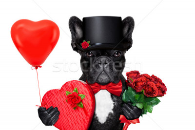 5162136_stock-photo-valentines-groom-dog.jpg