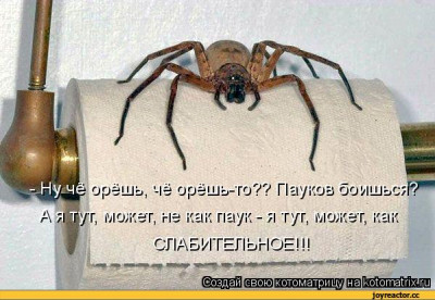 котоматрица-auto-14768.jpeg