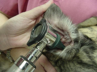 Otoscopy_dog.jpg