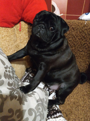 IMG_20190108_193640.jpg (8.99 МБ) 8620 просмотров Моя Варвара любимая..