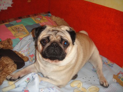 DSC03769.JPG (4.91 МБ) 5164 просмотра мопс Чарли 5лет