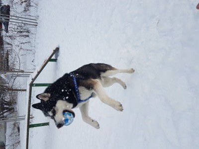 20170117_093236_007_01.jpg (1.88 МБ) 2013 просмотров 20170117_093236_007_01.jpg