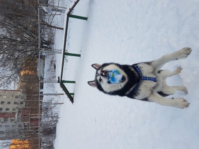 20170117_093247_029_01.jpg (2.33 МБ) 2006 просмотров 20170117_093247_029_01.jpg