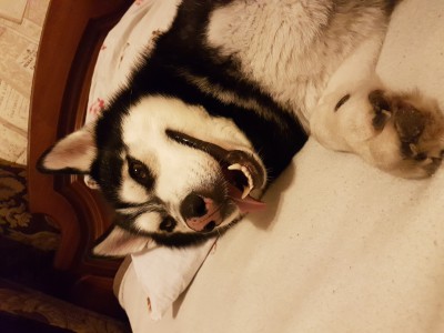 20170120_215405.jpg (7.34 МБ) 2010 просмотров 20170120_215405.jpg