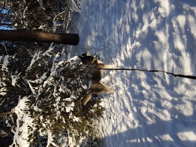 20170107_111353.jpg (8.1 МБ) 2006 просмотров 20170107_111353.jpg