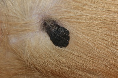 2017_01_25_2796.JPG (8.57 МБ) 2891 просмотр вот такая штуковина растет