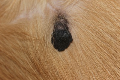 2017_01_25_2797.JPG (7.84 МБ) 2891 просмотр вот такая штуковина растет