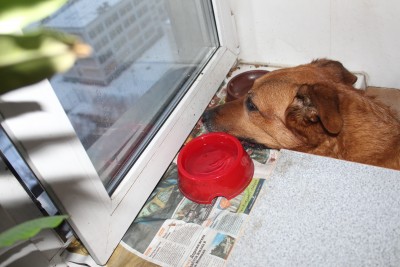 2017_01_24_2794.JPG (6.65 МБ) 2891 просмотр после вчерашнего приступа кошака объела.