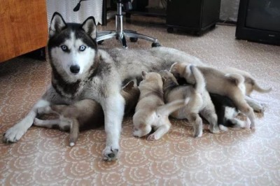 хаски мать.jpg (52.74 КБ) 2657 просмотров Еще не?